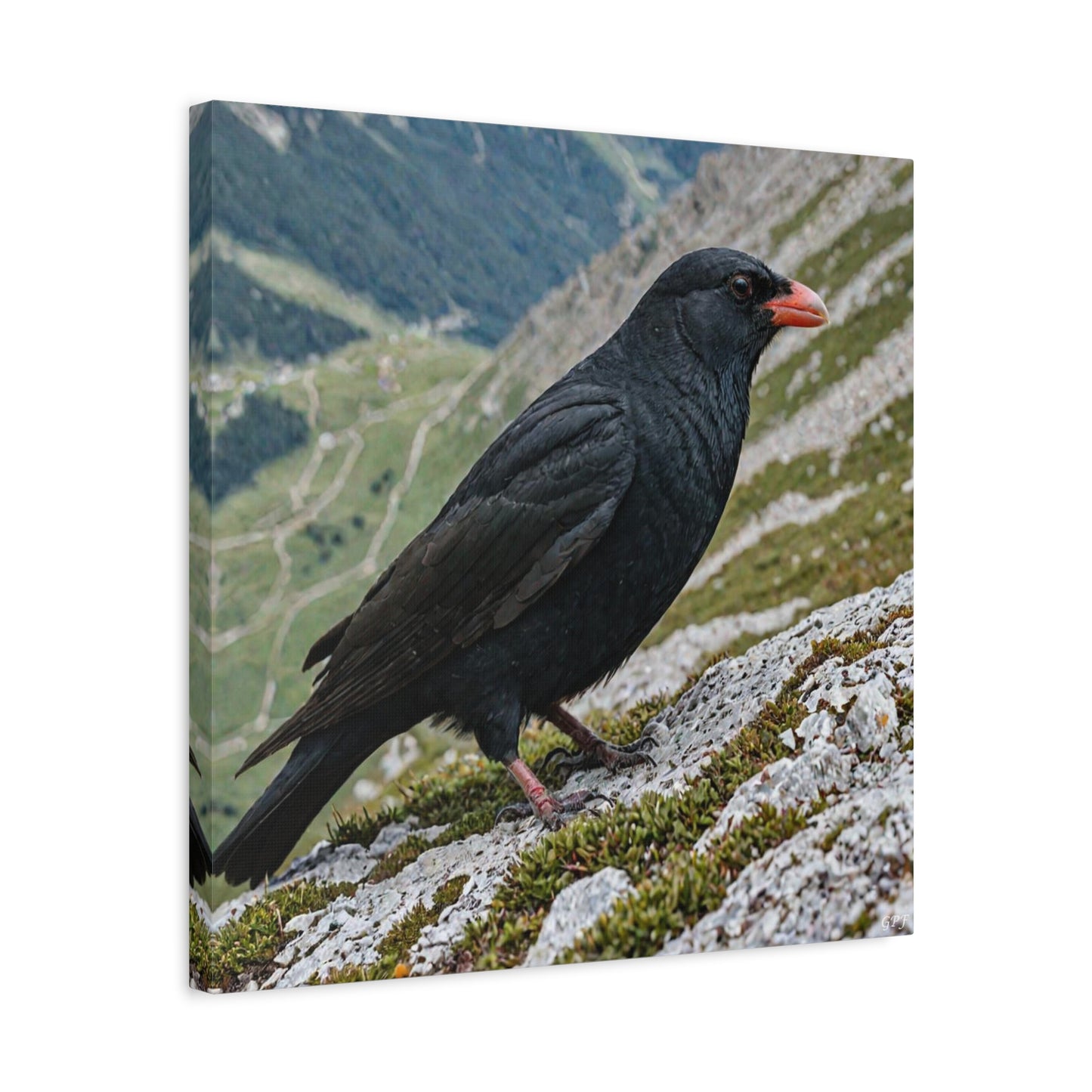 Alpine Chough (0121) - Great Pictures Framed