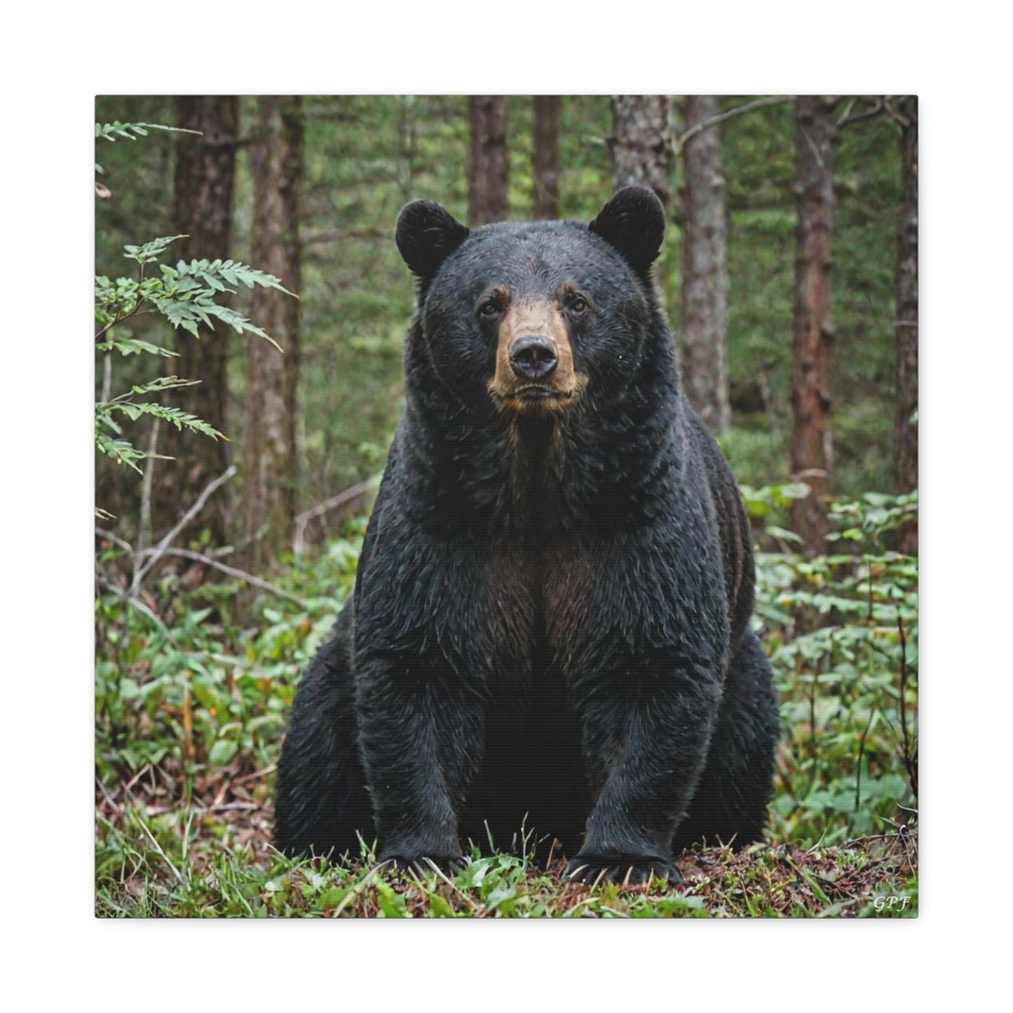 American Black Bear (060) - Great Pictures Framed