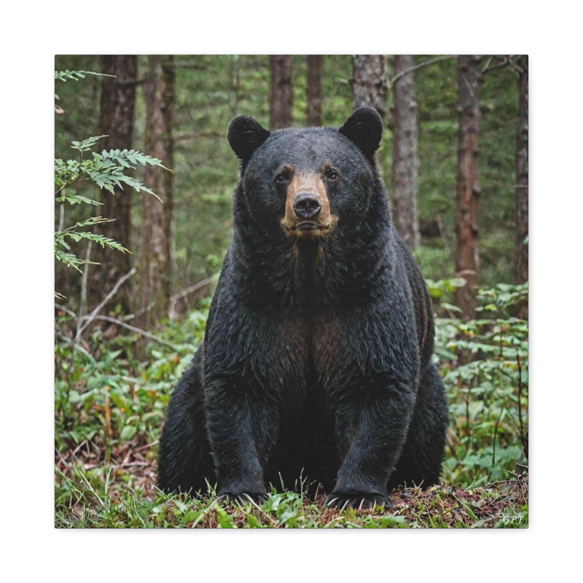 American Black Bear (060) - Great Pictures Framed