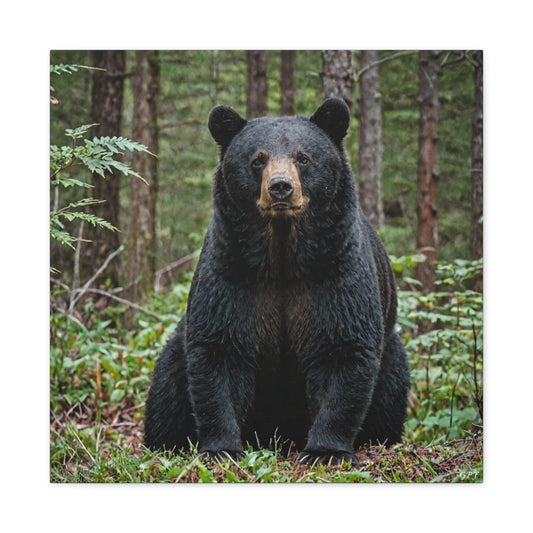 American Black Bear (060) - Great Pictures Framed