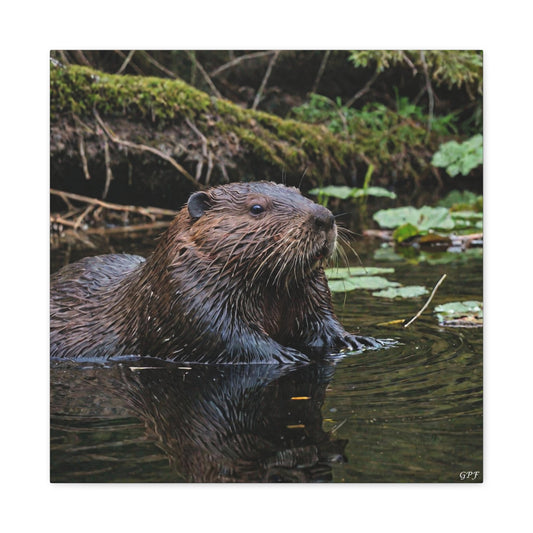 North American Beaver (067) - Great Pictures Framed