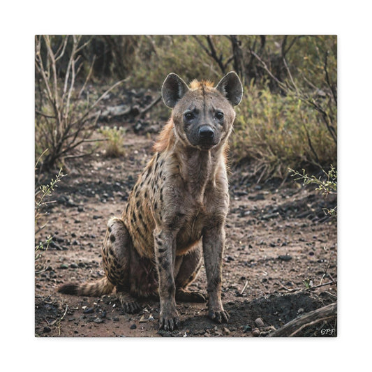Hyena (028) - Great Pictures Framed