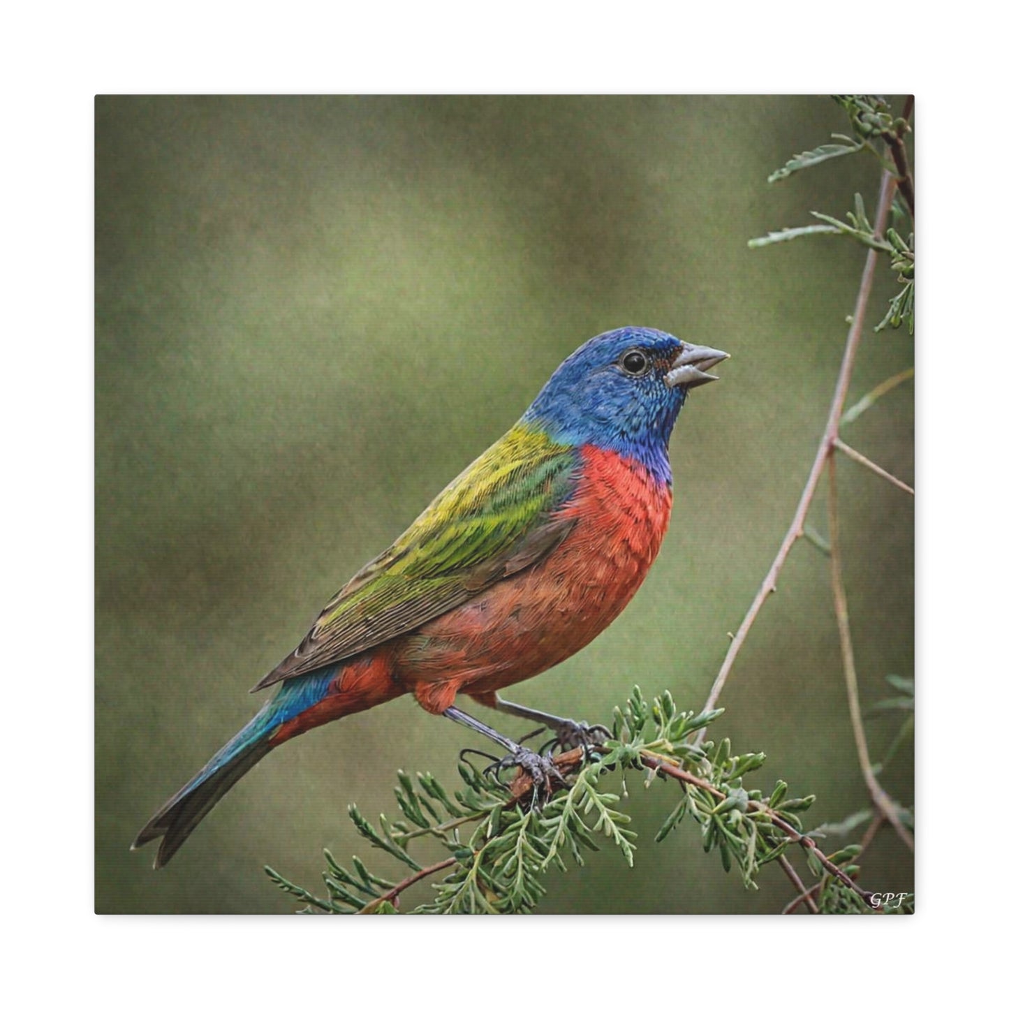 Painted Bunting (0183) - Great Pictures Framed
