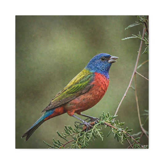 Painted Bunting (0183) - Great Pictures Framed