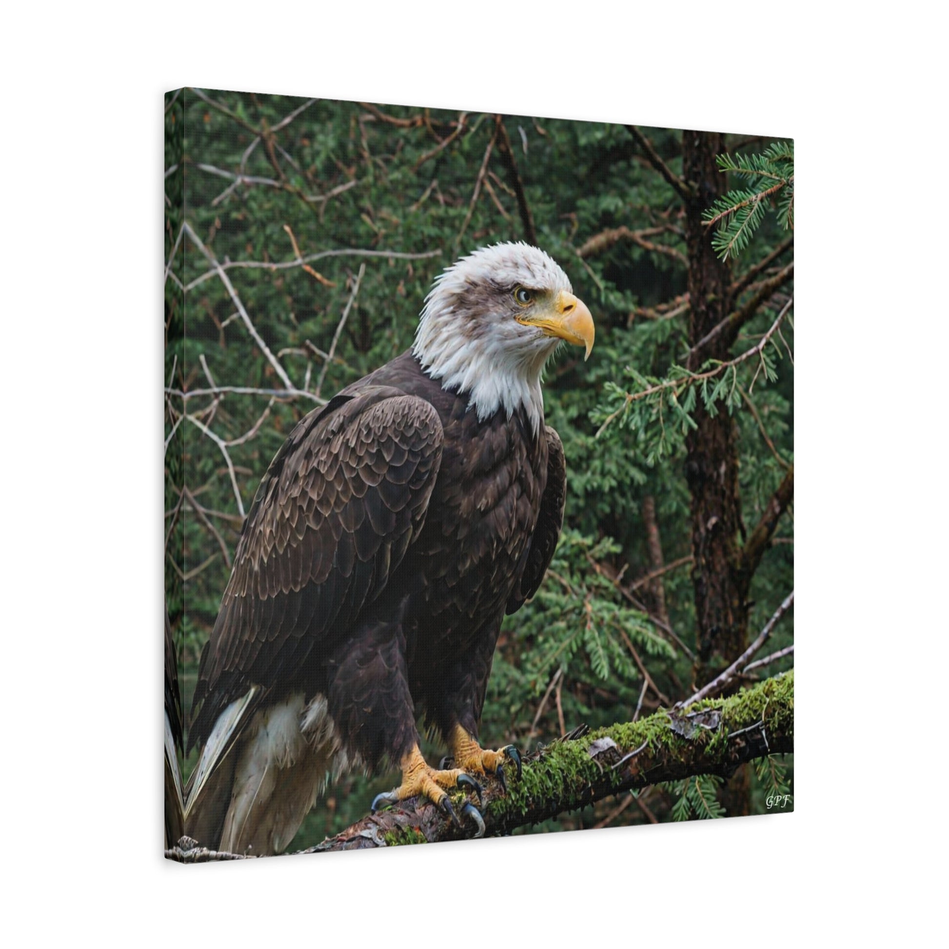 Bald Eagle (042) - Great Pictures Framed