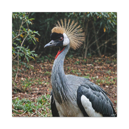 Grey Crowned Crane (0014) - Great Pictures Framed