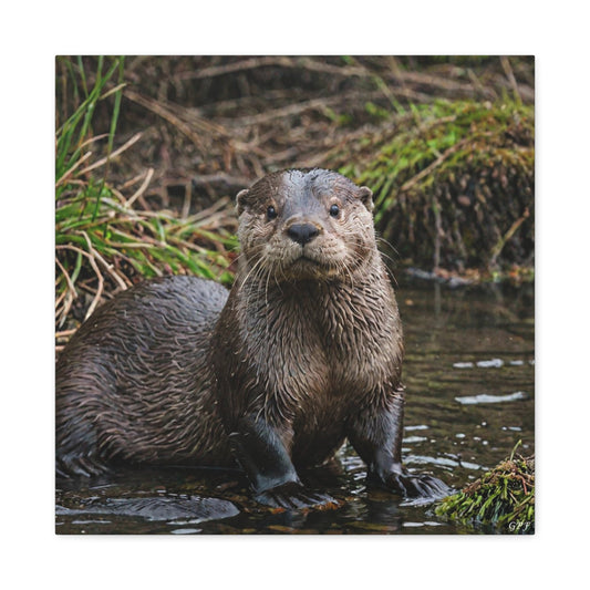 Eurasian Otter (143) - Great Pictures Framed