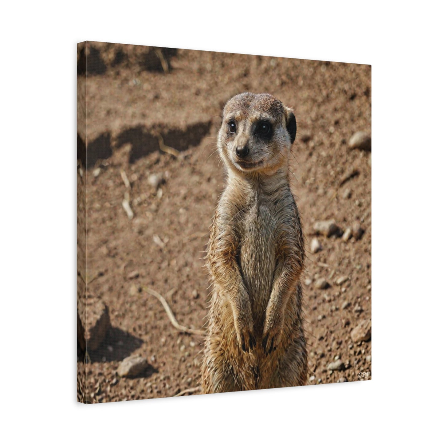 Meerkat (026) - Great Pictures Framed