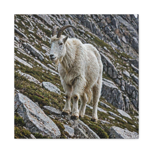 Mountain Goat (075) - Great Pictures Framed