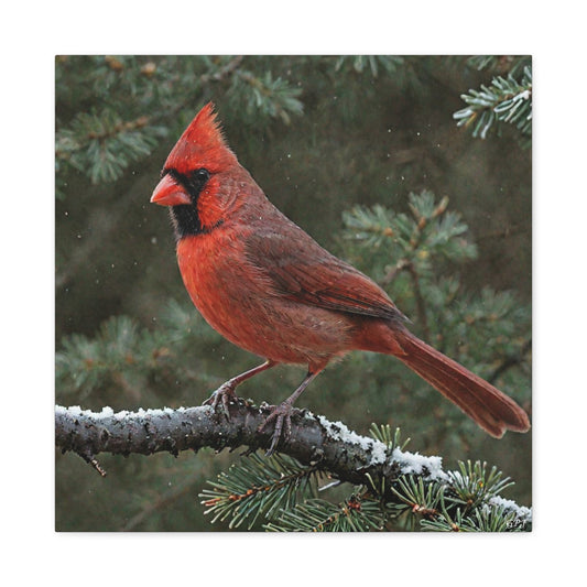 Northern Cardinal (0179) - Great Pictures Framed