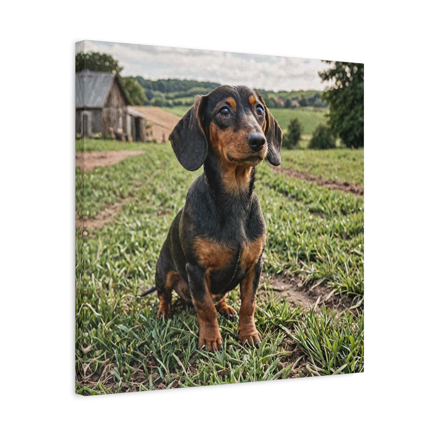 Dachshund (044) - Great Pictures Framed
