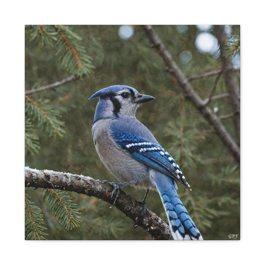 Blue Jay (0171) - Great Pictures Framed