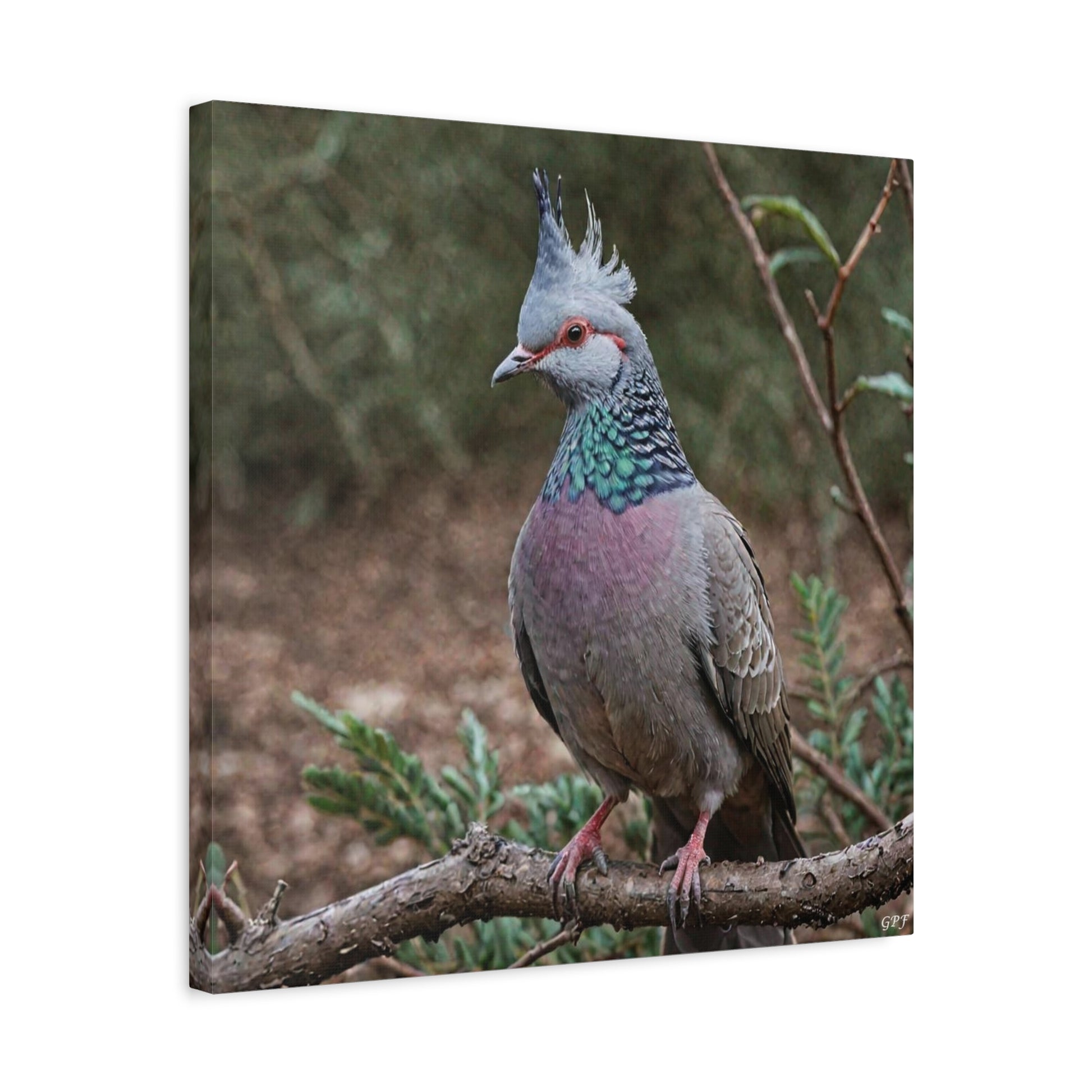 Crested Pigeon (0090) - Great Pictures Framed