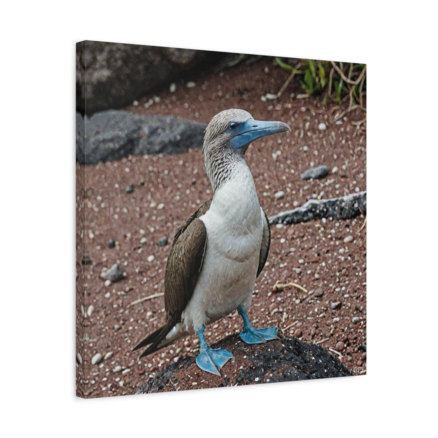 Blue-footed Booby (0207) - Great Pictures Framed