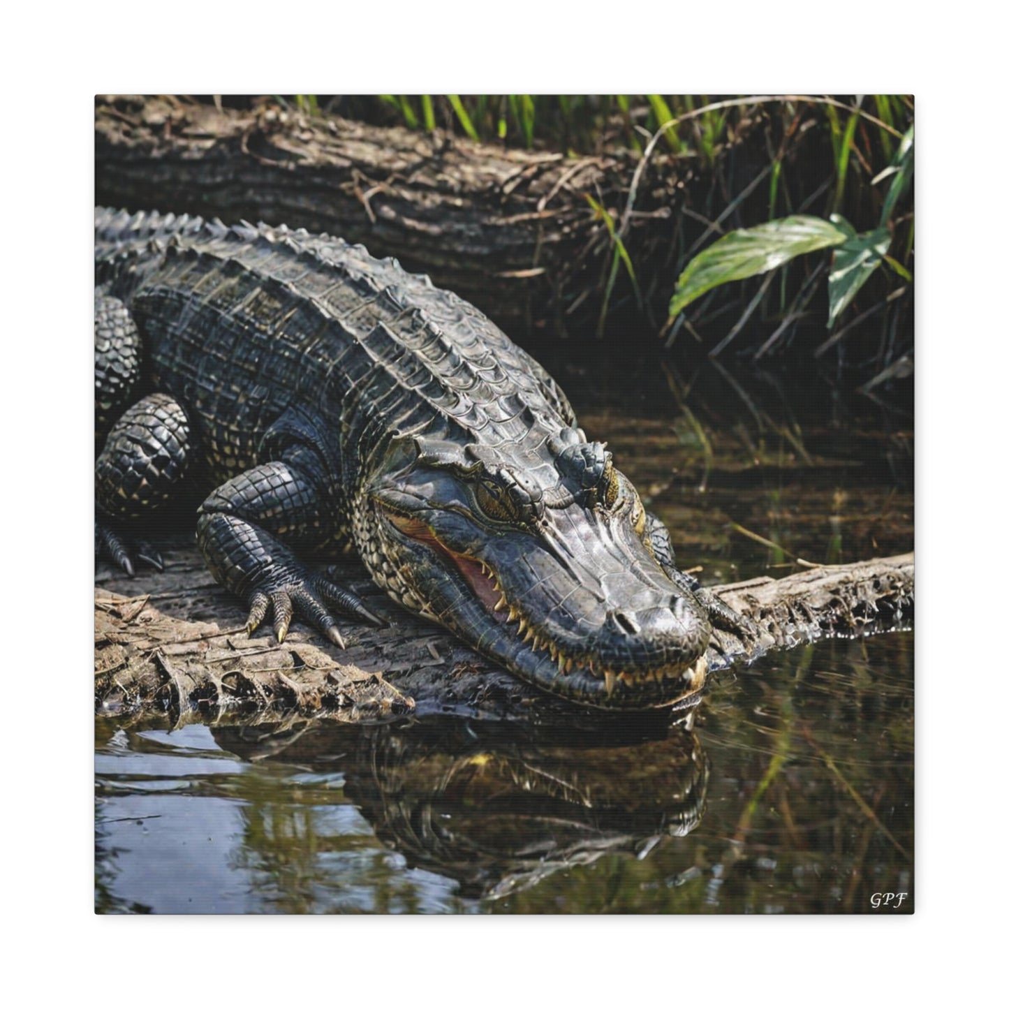 American Alligator (053) - Great Pictures Framed