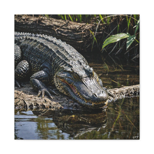 American Alligator (053) - Great Pictures Framed