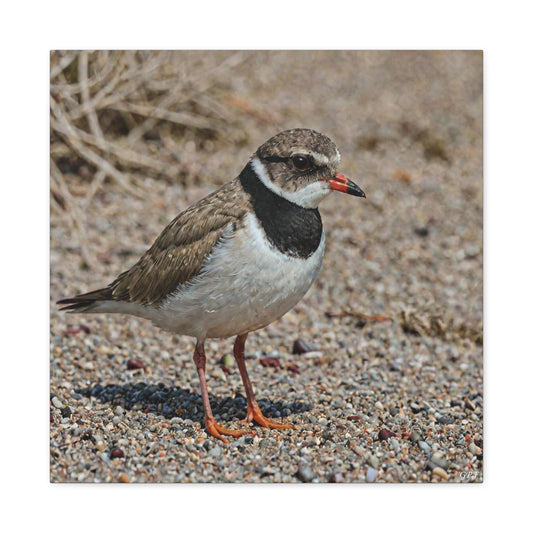 Hooded Plover (0100) - Great Pictures Framed