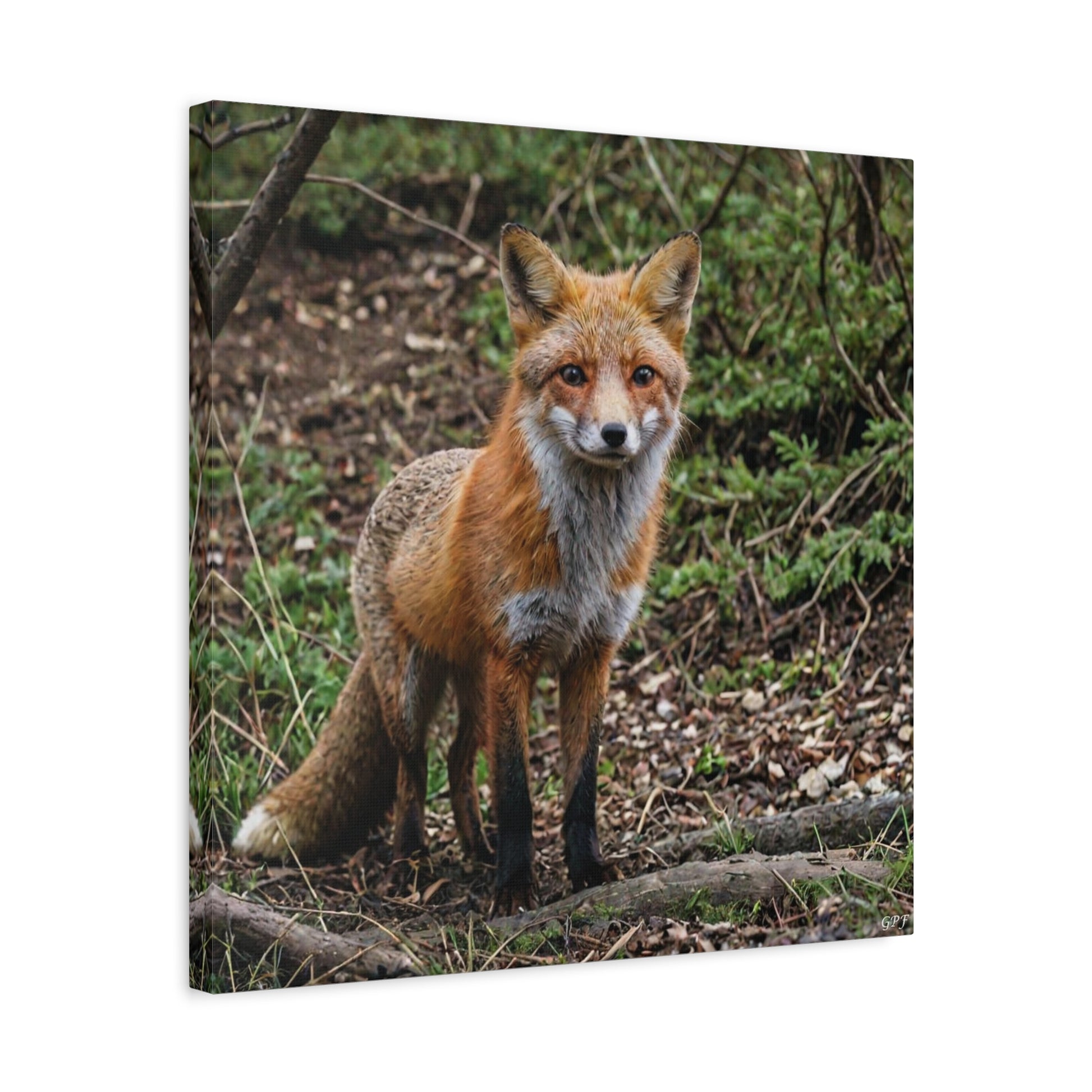 Red Fox (065) - Great Pictures Framed