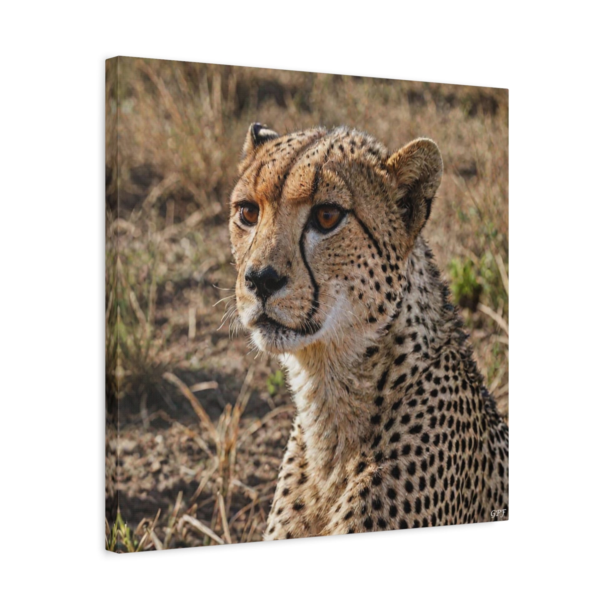Cheetah (007) - Great Pictures Framed