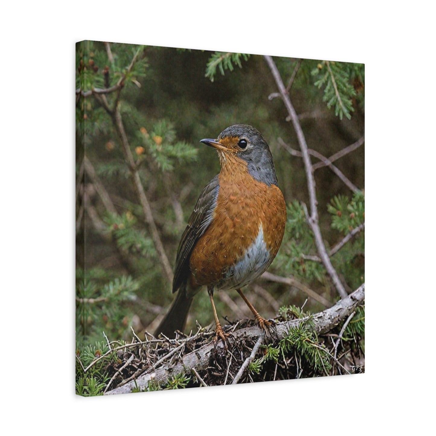 American Robin (0164) - Great Pictures Framed
