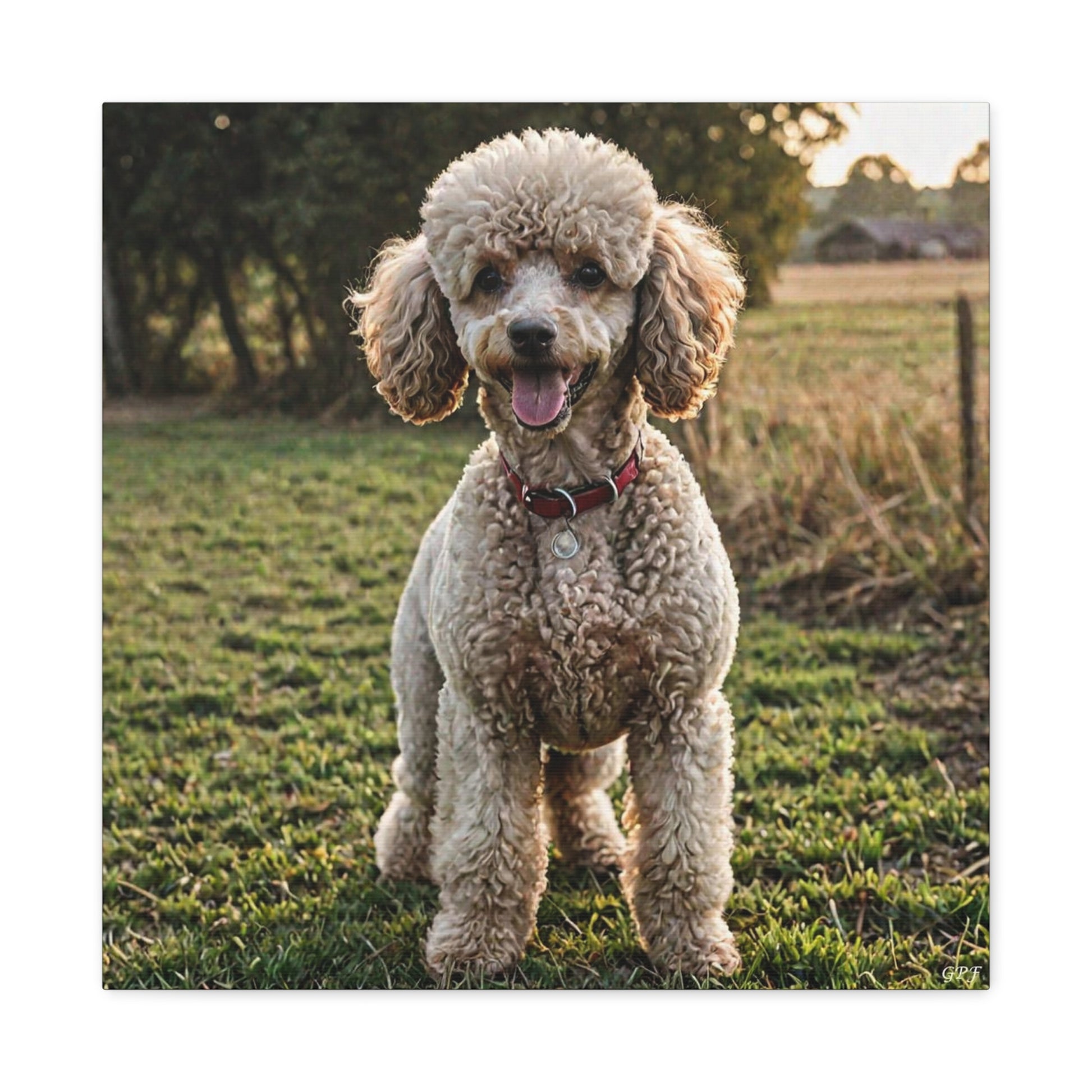Poodle (083) - Great Pictures Framed