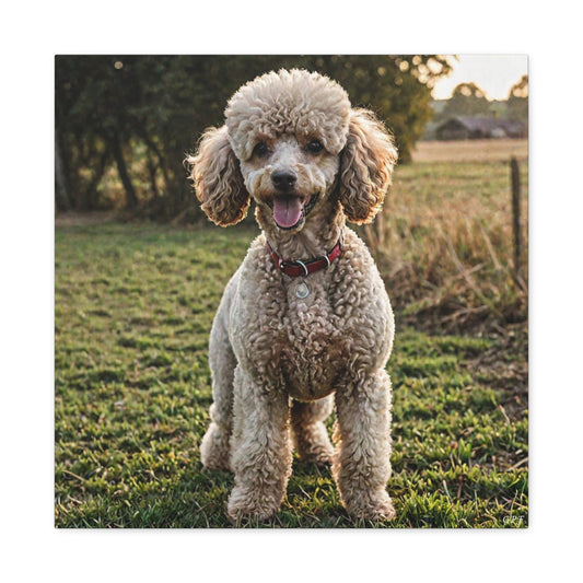 Poodle (083) - Great Pictures Framed