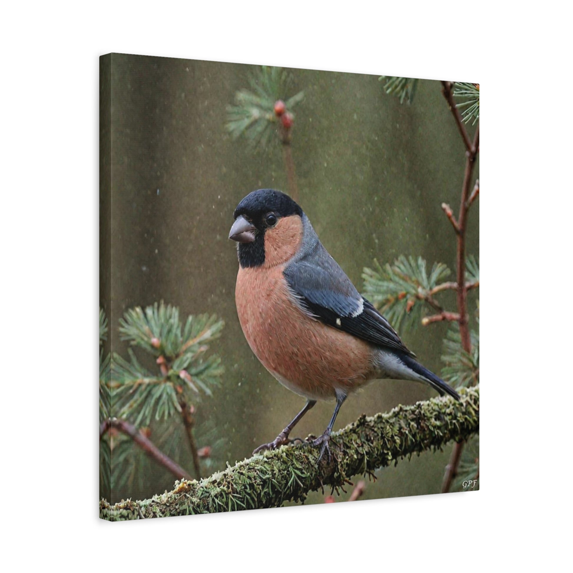 Eurasian Bullfinch (0131) - Great Pictures Framed