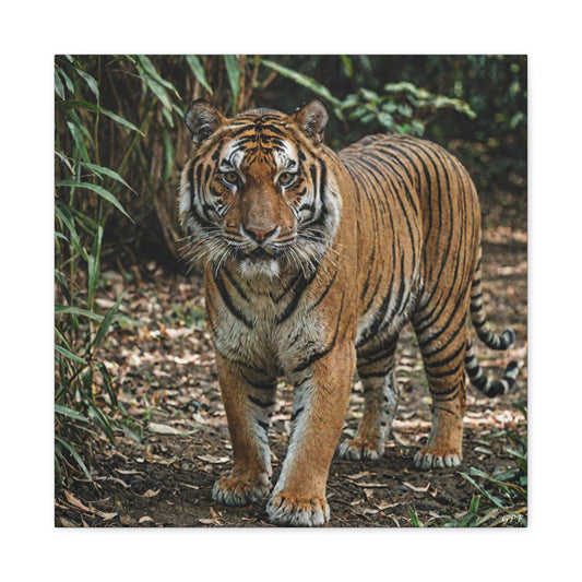Bengal Tiger (156) - Great Pictures Framed