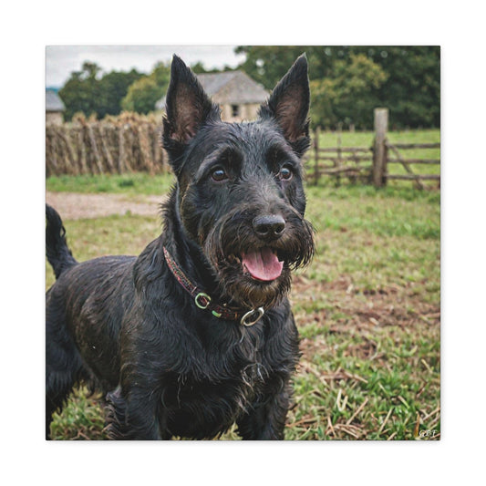 Scottish Terrier (090) - Great Pictures Framed