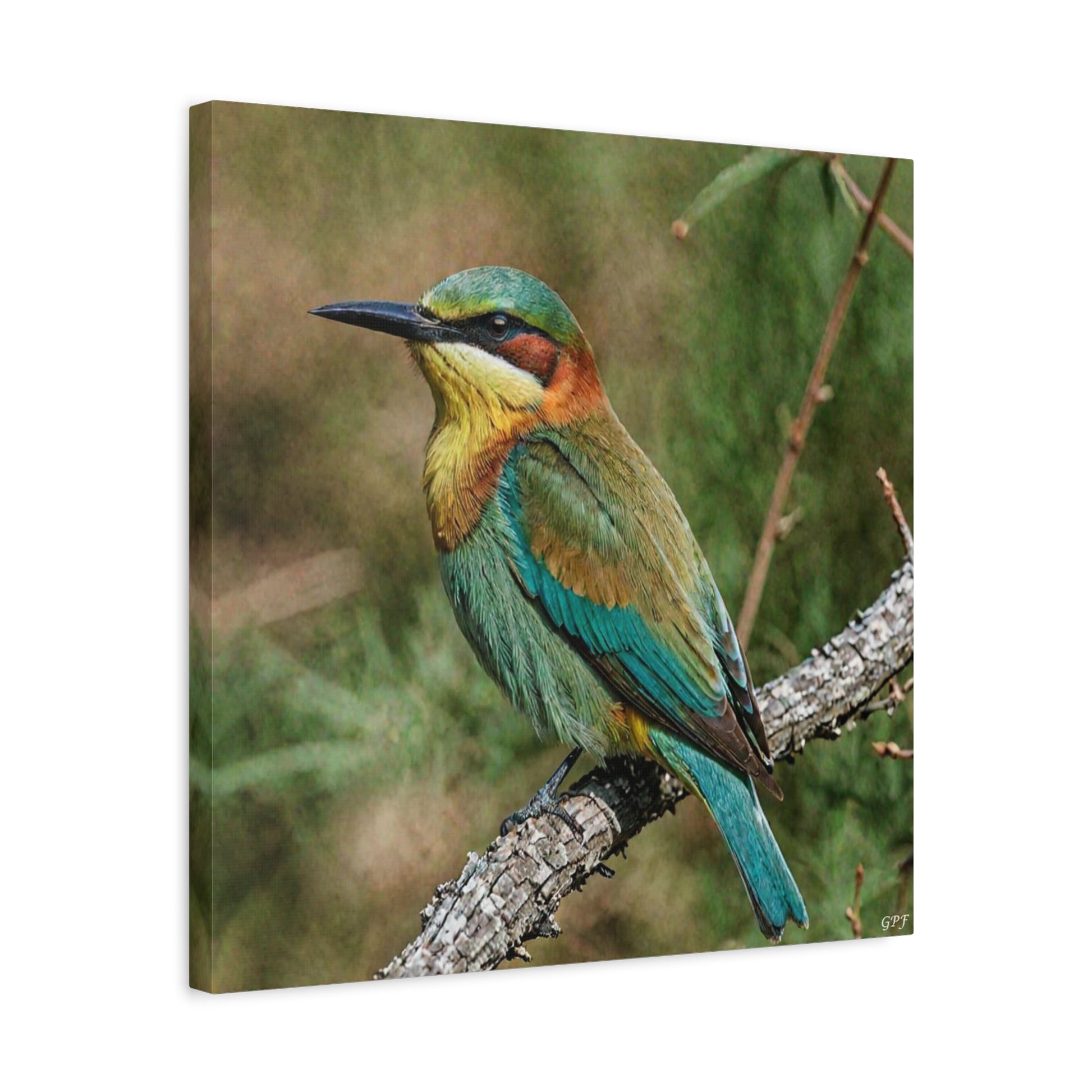 European Bee-eater (0139) - Great Pictures Framed