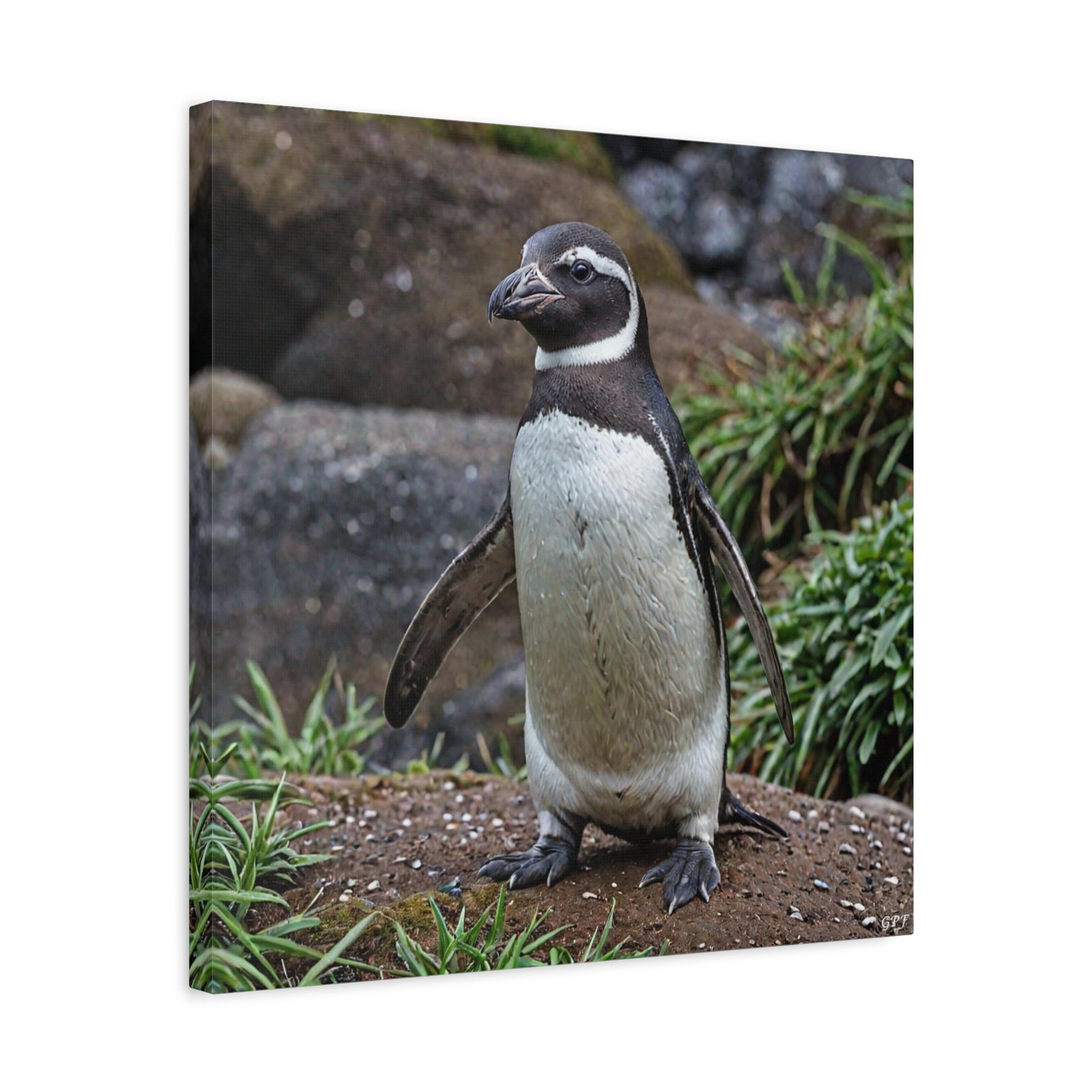 Humboldt Penguin (0218) - Great Pictures Framed