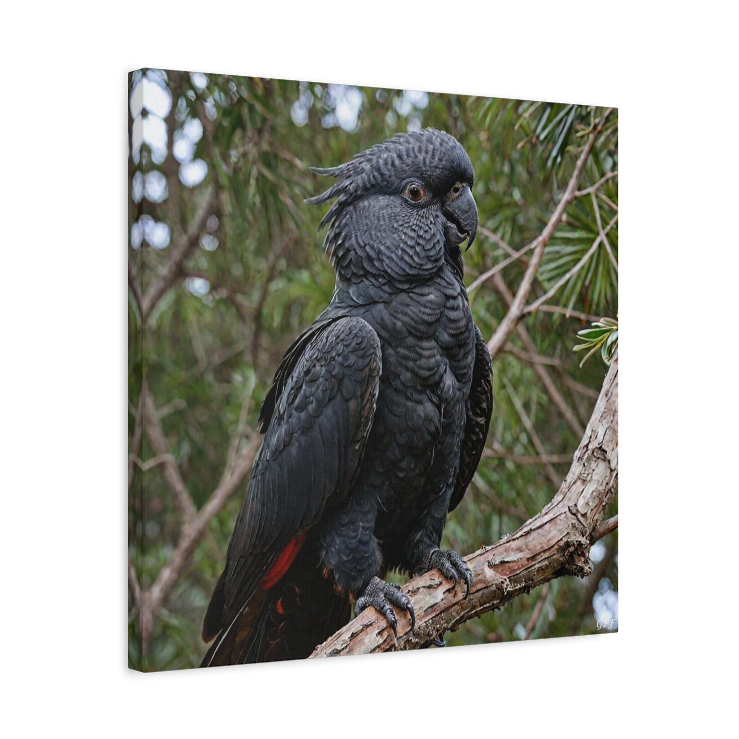Red-tailed Black Cockatoo (0109) - Great Pictures Framed