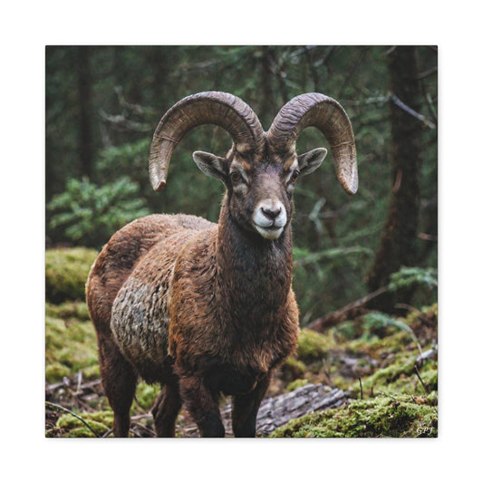 Mouflon (144) - Great Pictures Framed