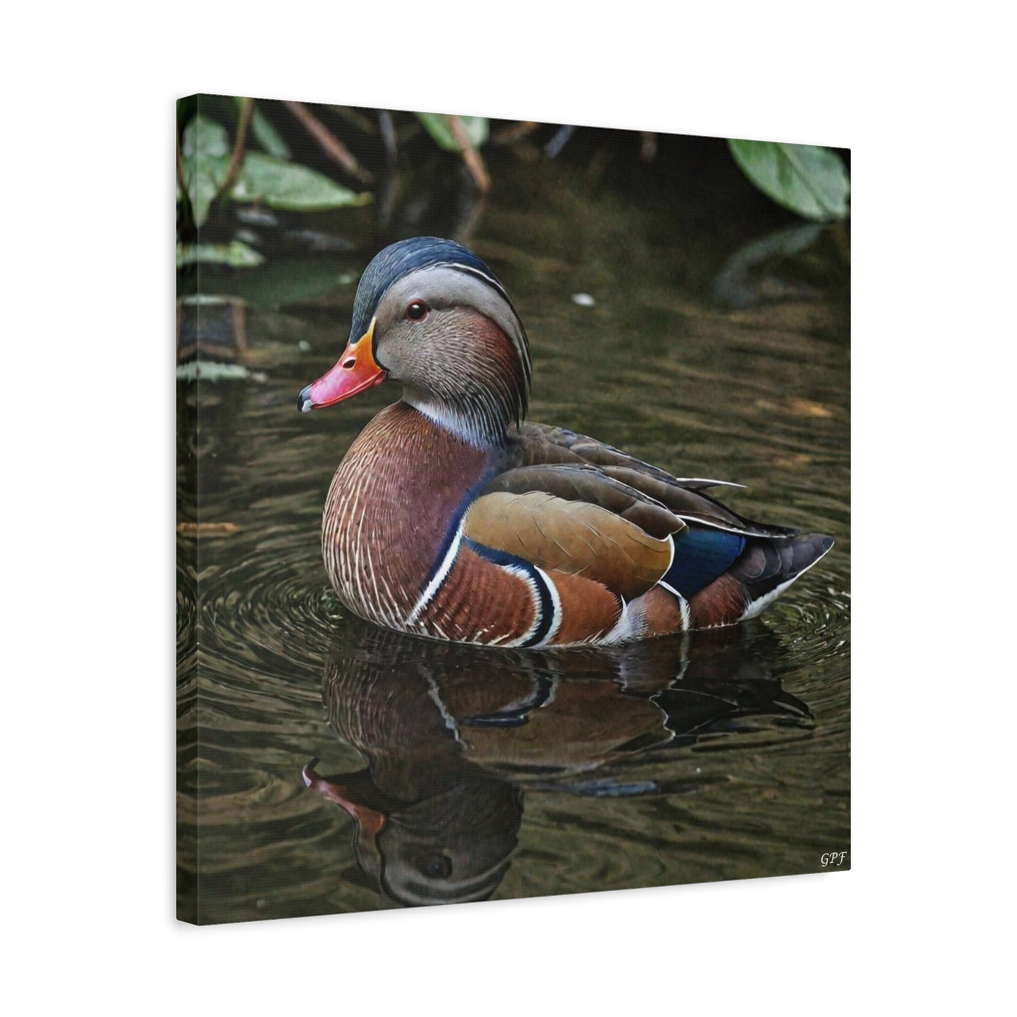 Mandarin Duck (0063) - Great Pictures Framed