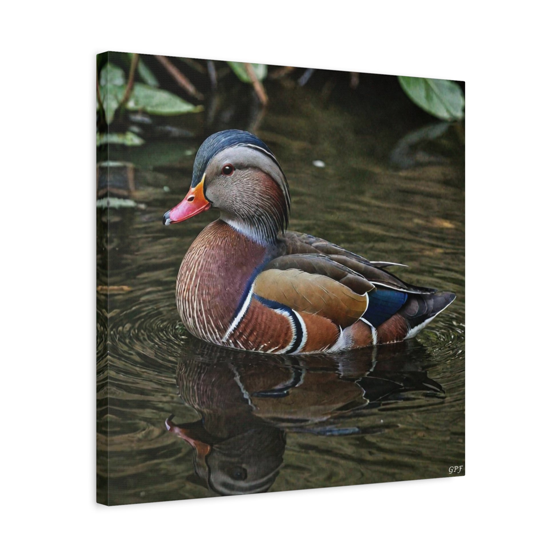 Mandarin Duck (0063) - Great Pictures Framed