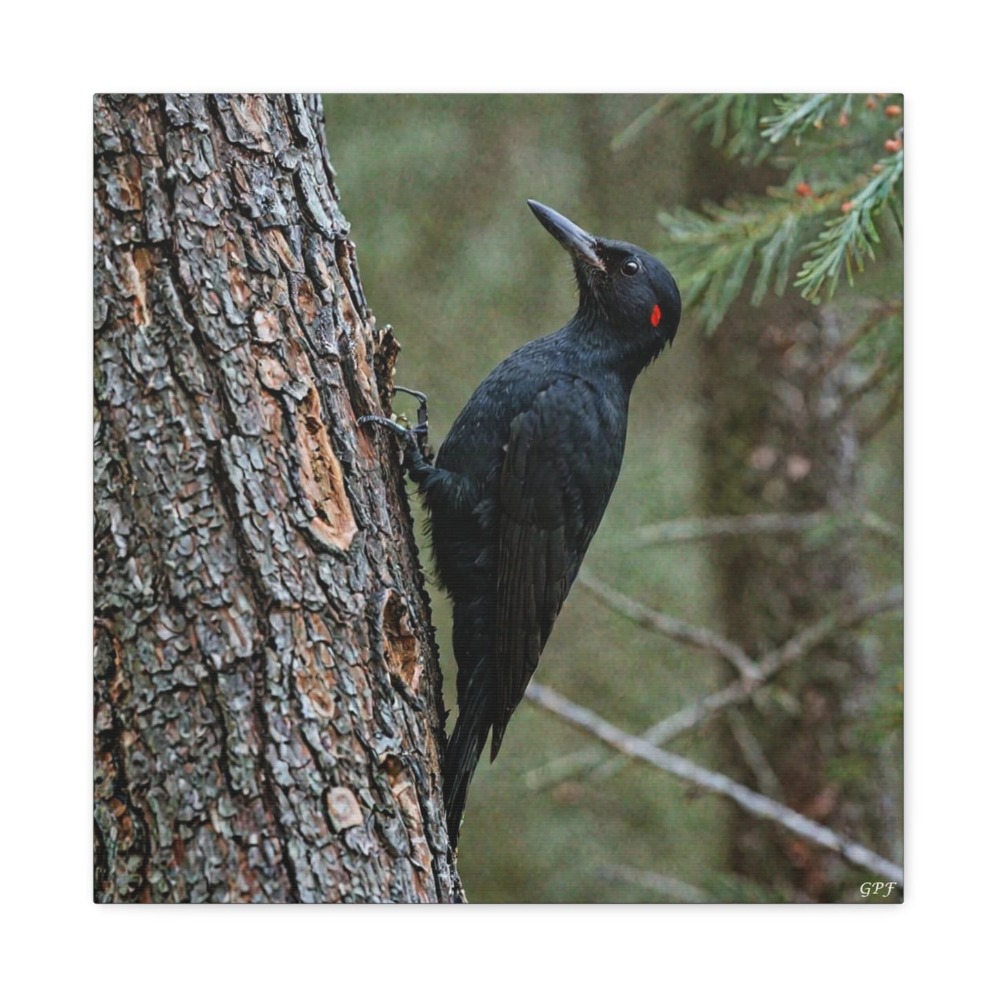 Black Woodpecker (0126) - Great Pictures Framed