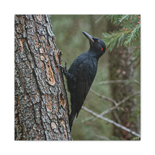 Black Woodpecker (0126) - Great Pictures Framed