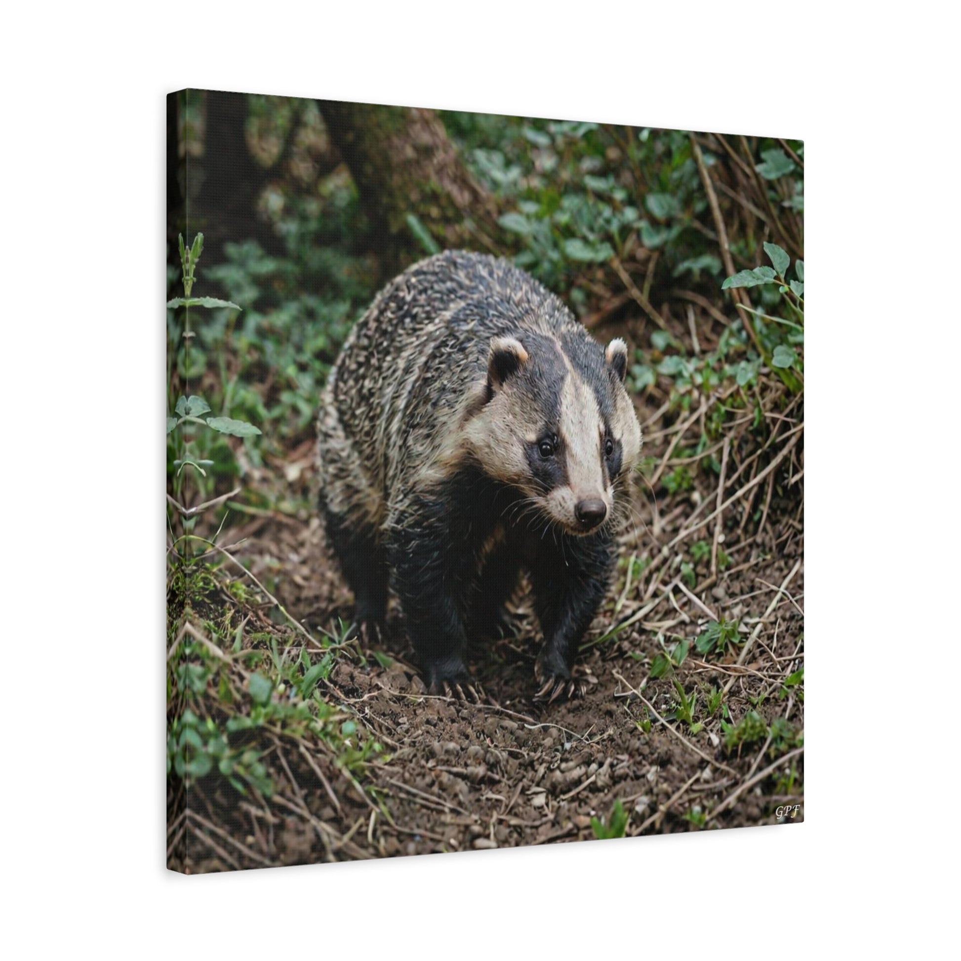 European Badger (138) - Great Pictures Framed