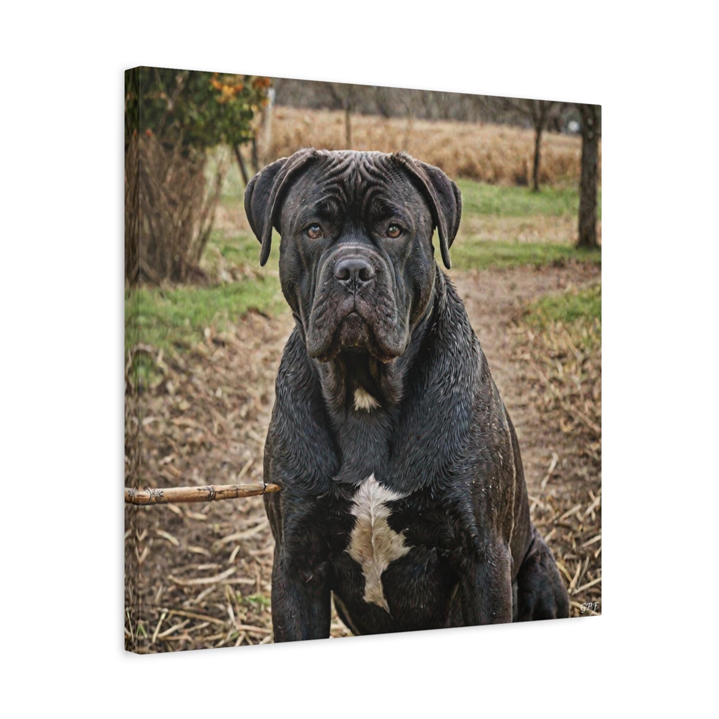 Cane Corso (037) - Great Pictures Framed