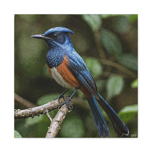Asian Paradise Flycatcher (0043) - Great Pictures Framed