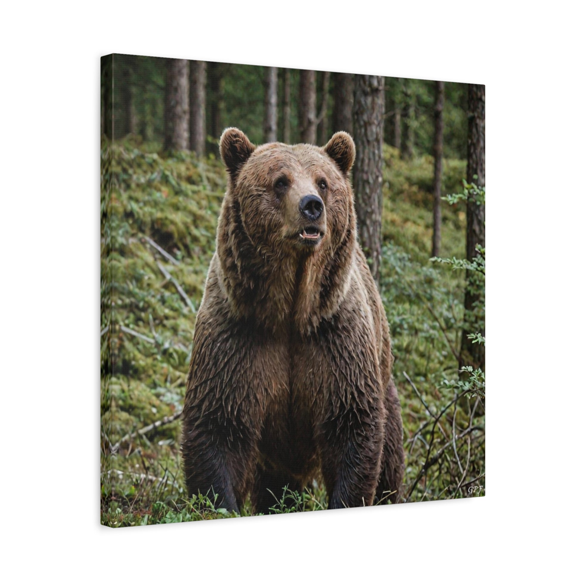 European Brown Bear (121) - Great Pictures Framed
