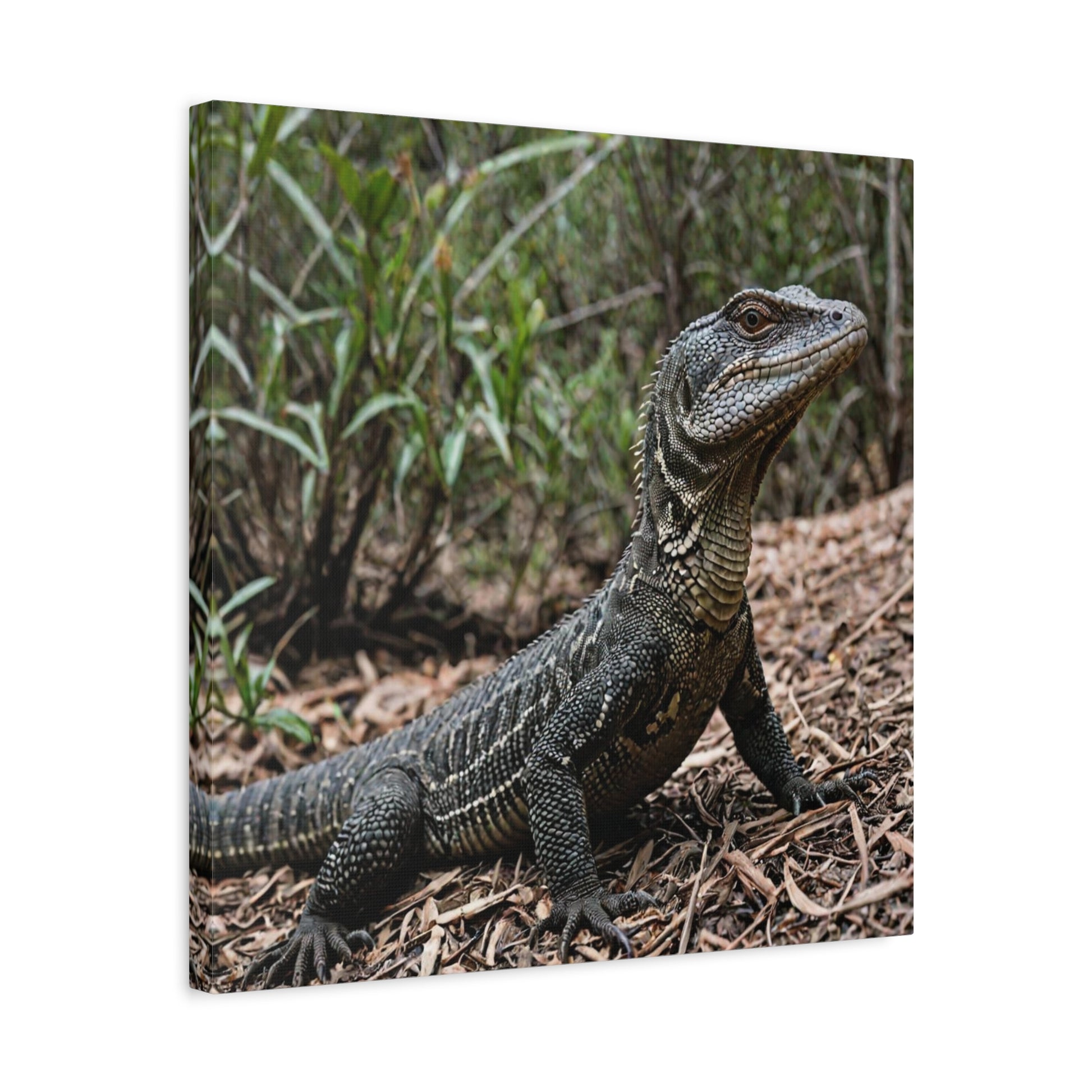 Goanna  (16) - Great Pictures Framed