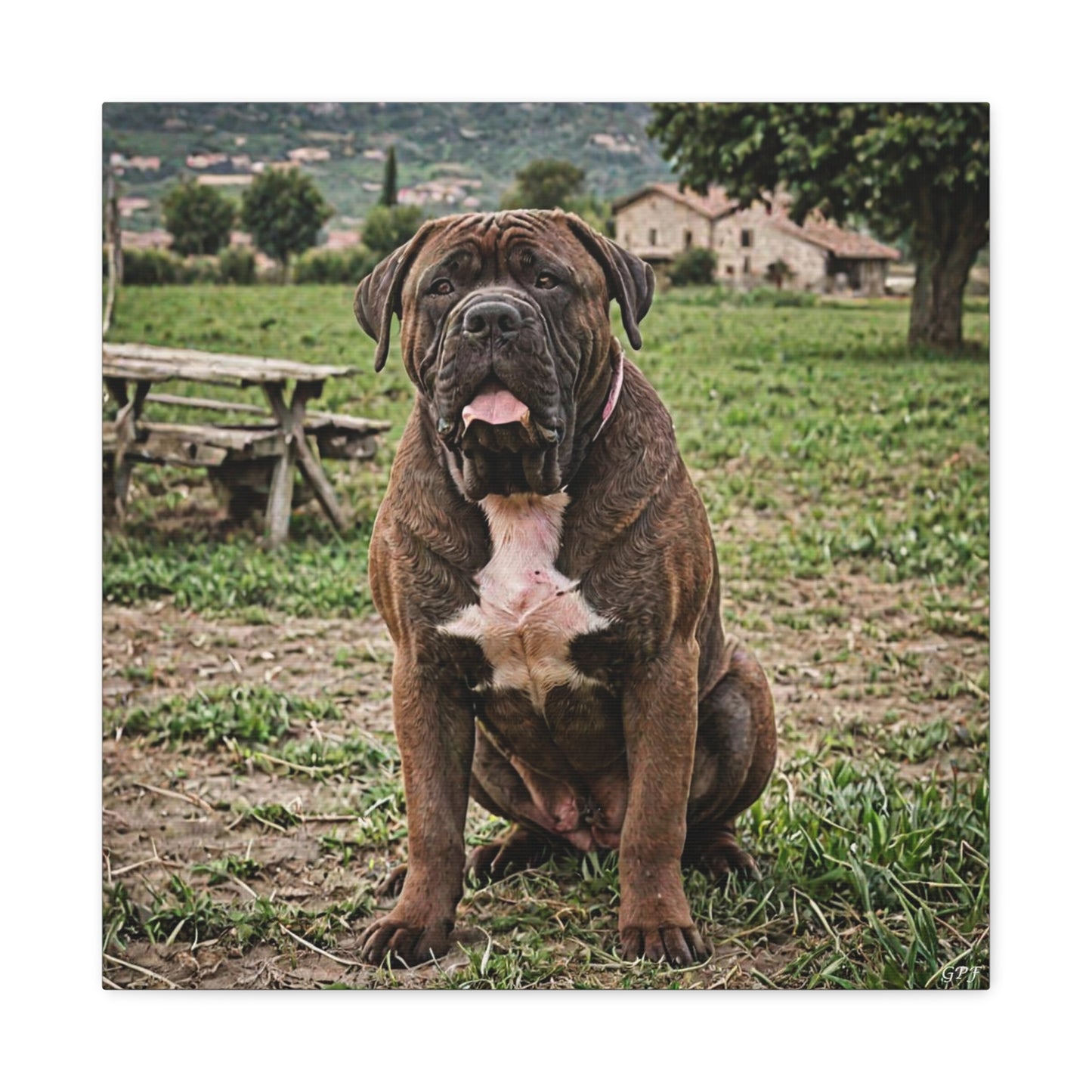 Neapolitan Mastif (073) - Great Pictures Framed