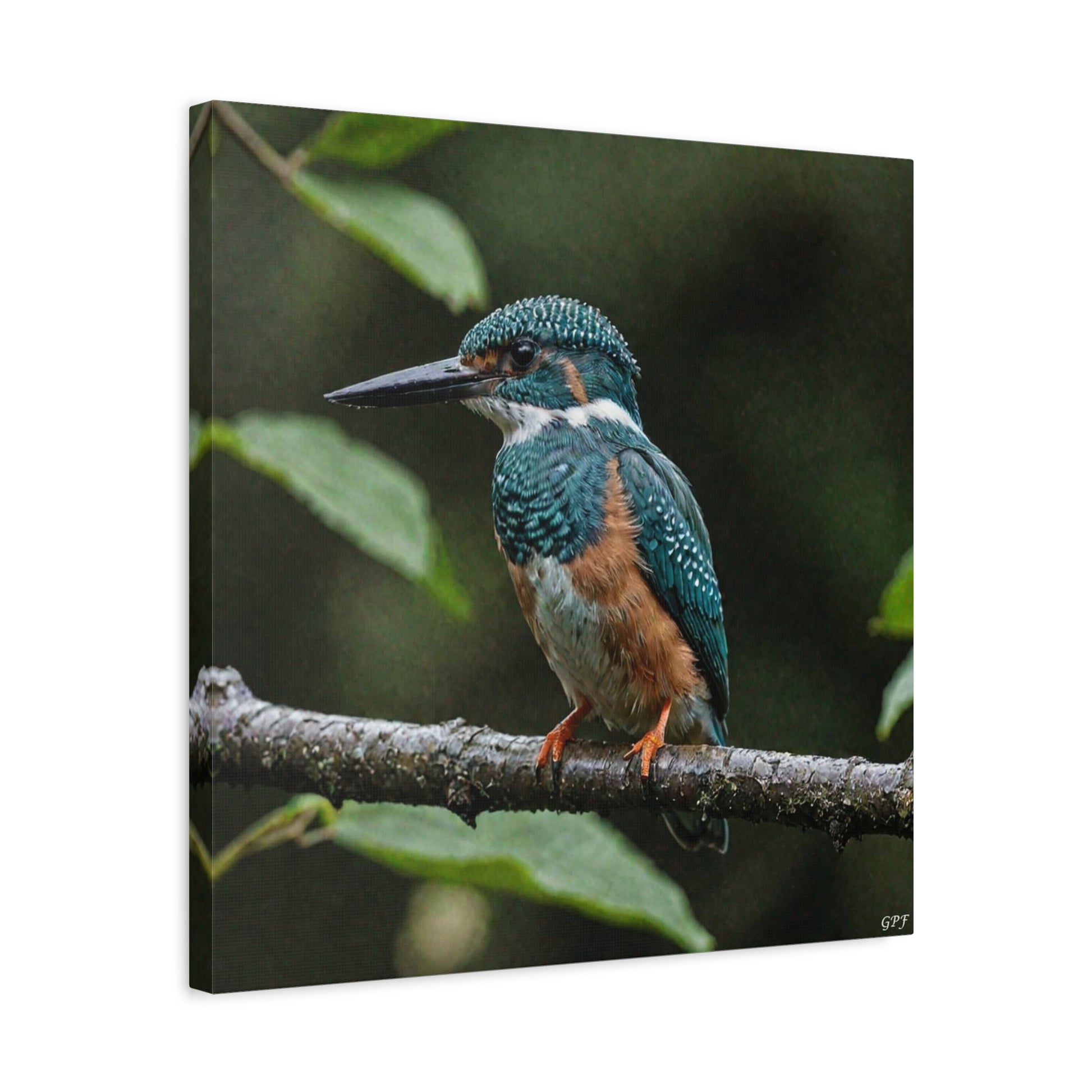 Amazon Kingfisher (0202) - Great Pictures Framed