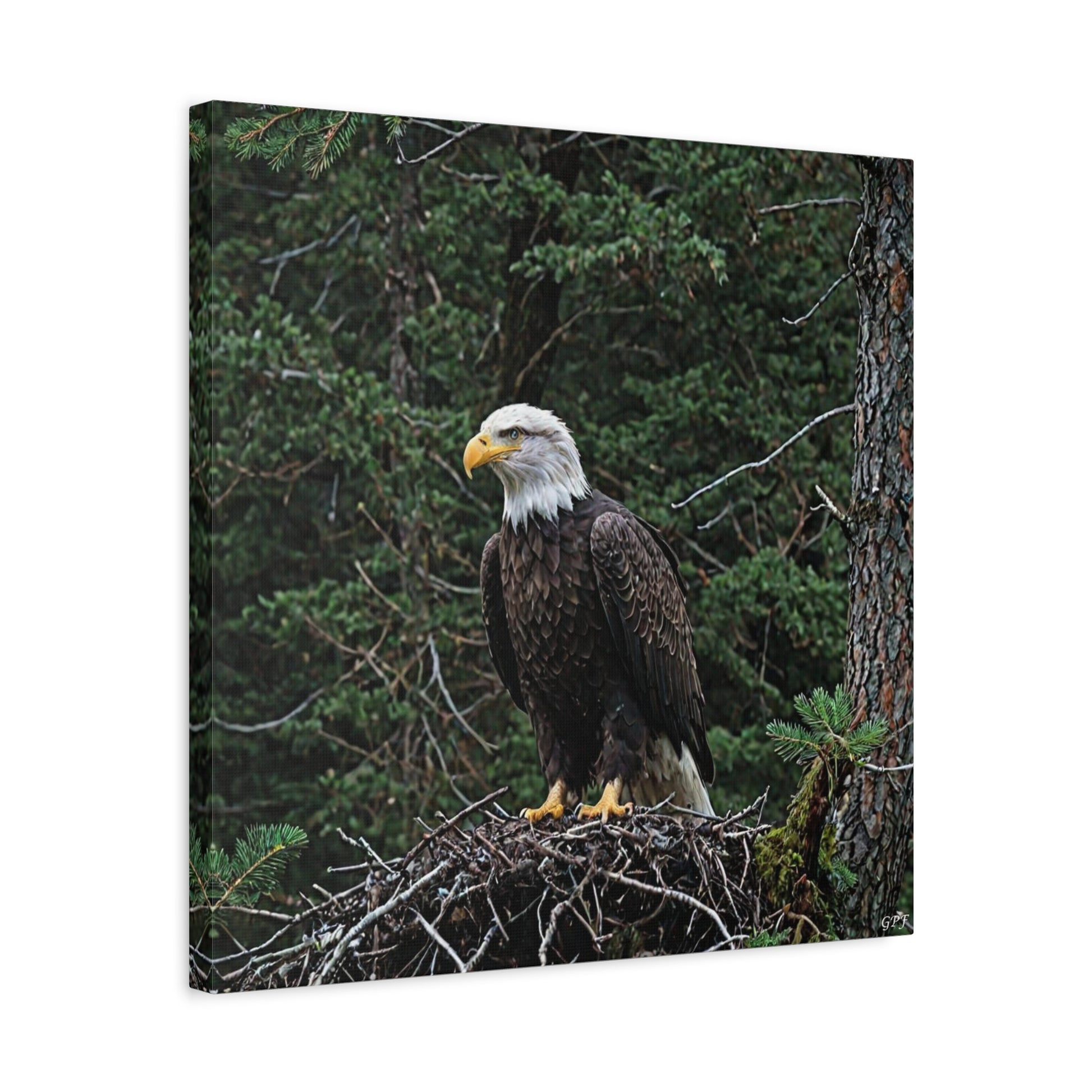 Bald Eagle (0166) - Great Pictures Framed