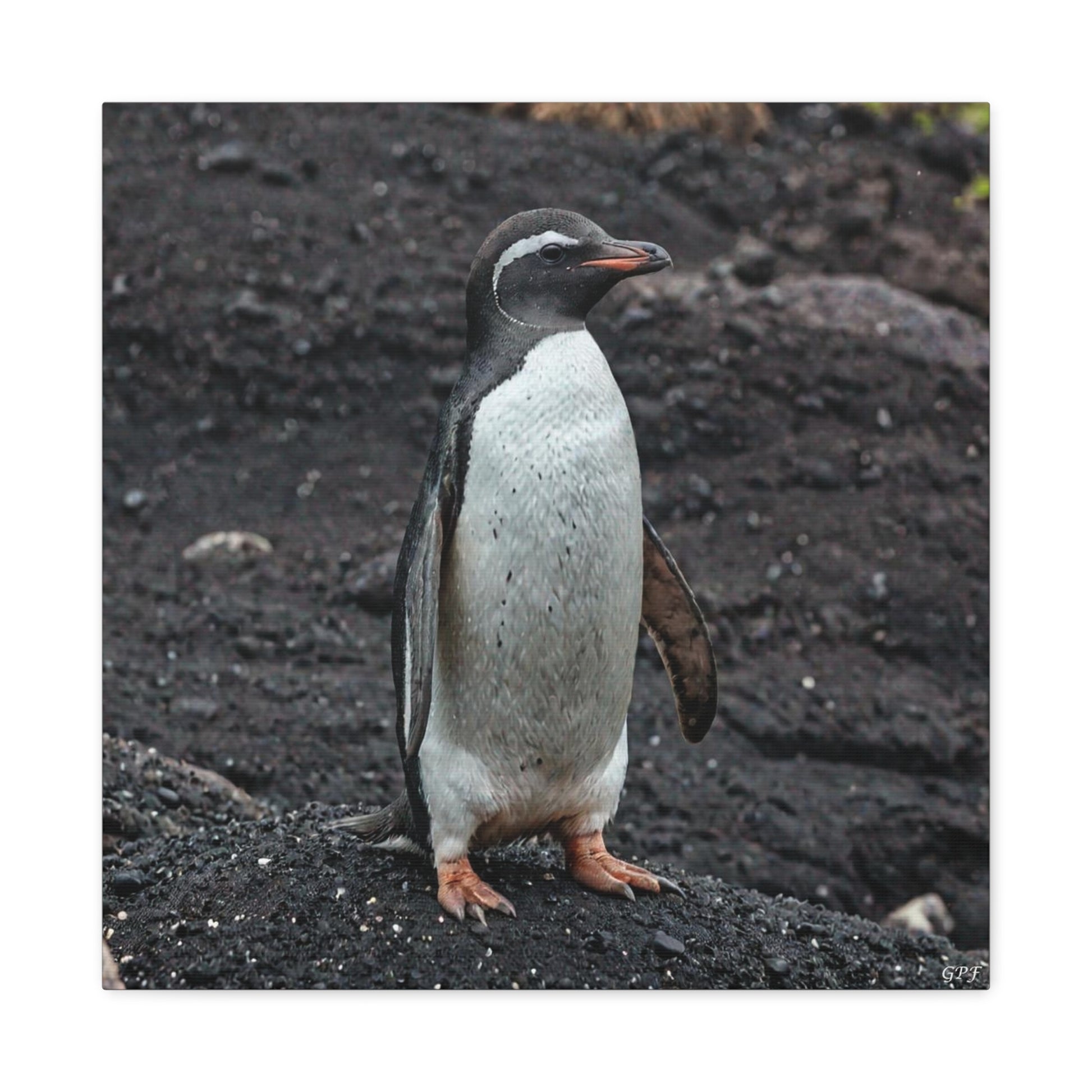 Galápagos Penguin (0211) - Great Pictures Framed