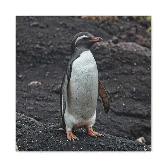 Galápagos Penguin (0211) - Great Pictures Framed