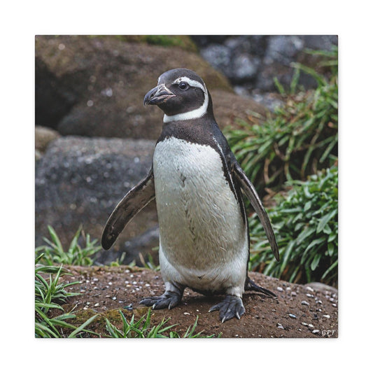 Humboldt Penguin (0218) - Great Pictures Framed