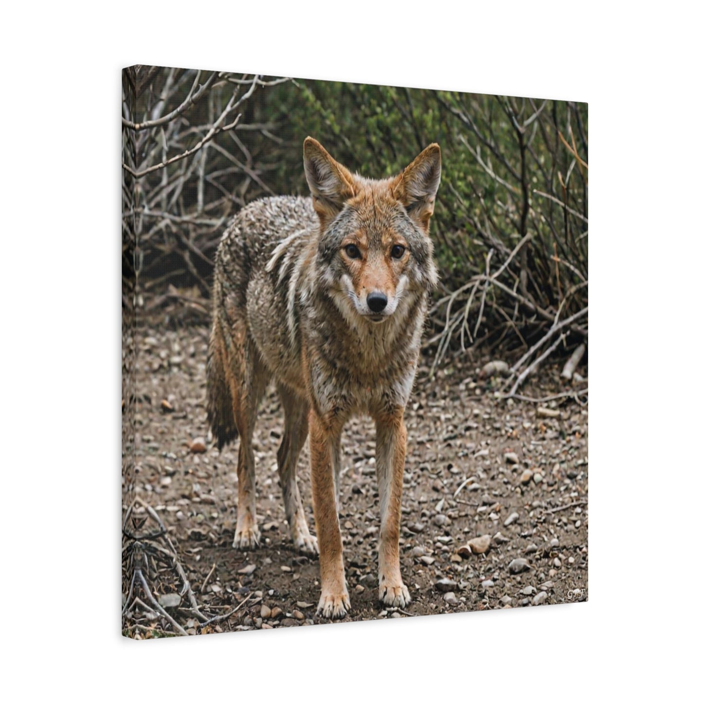 Coyote (071) - Great Pictures Framed