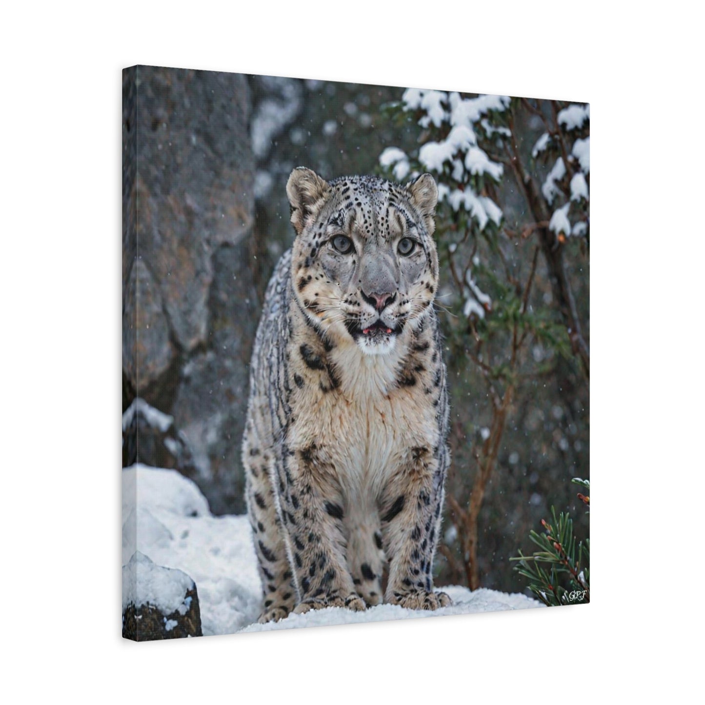 Snow Leopard (163) - Great Pictures Framed